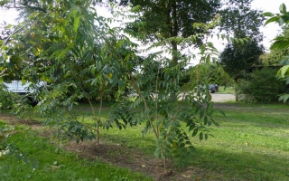 Phellodendron amurense meerstammig 200-250