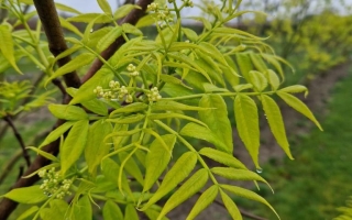 Phellodendron amurense (2)