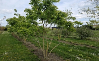 Phellodendron amurense 4