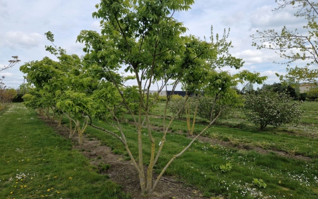 Phellodendron amurense