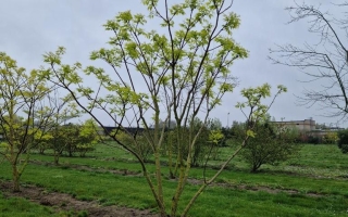 Phellodendron amurense