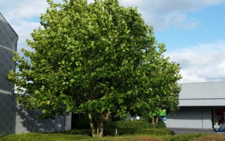 Platanus hispanica meerstammig