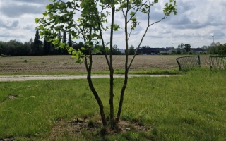 Platanus hispanica (2)