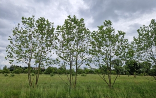 platanus hispanica