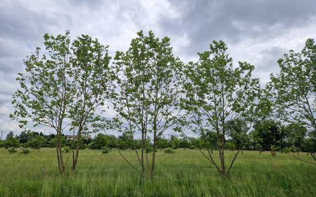 Platanus hispanica