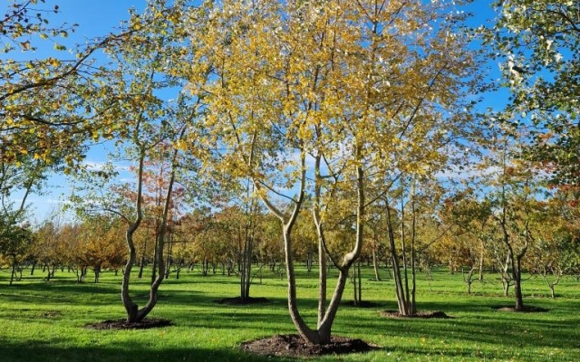 Populus alba