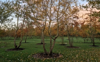 Populus alba 3