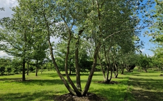 Populus alba 4