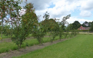 Prunus accolade meerstammig 300-350