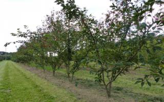 Prunus accolade meerstammig