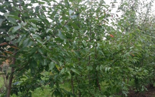Prunus avium meerstammig 350-400