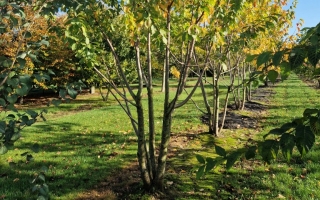 Prunus avium (2)
