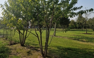Prunus avium