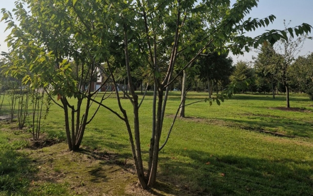 Prunus avium