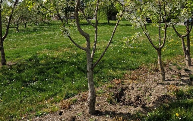 Prunus avium eetkers