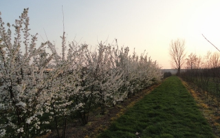 Prunus cerasifera meerstammig 300-350 bloei