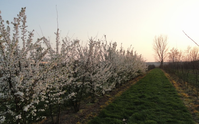 Prunus cerasifera 