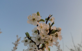 Prunus cerasifera bloei