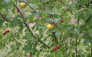 Prunus cerasifera pruim