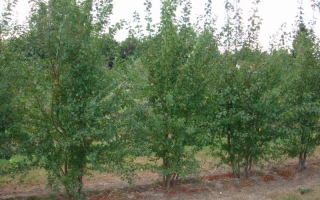 Prunus cerasifera meerstammig