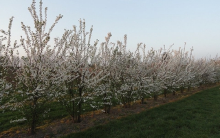 Prunus cerasifera meerstammig bloei