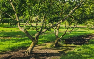 prunus cerasifera_DSC3437