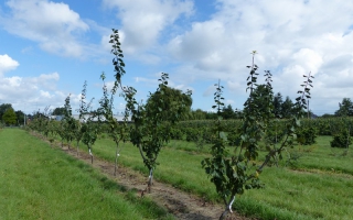 Prunus domestica meerstam