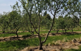 Prunus domestica