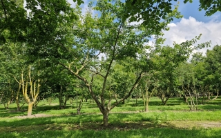Prunus domestica