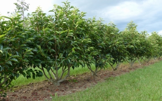Prunus lusitanica meerstammig 175-200