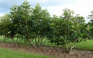 Prunus lusitanica meerstammig 150-175