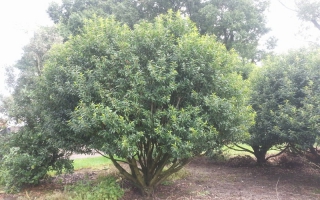 Prunus lusitanica meerstammig