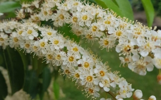 Prunus lusitanica