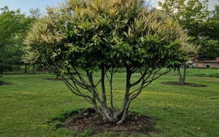 Prunus lusitanica 4