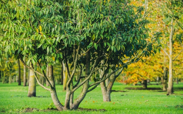 Prunus lusitanica