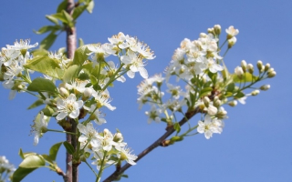 Prunus mahaleb bloeiwijze