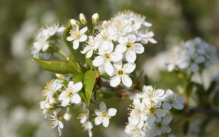 Prunus mahaleb bloei