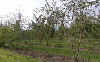 Prunus mahaleb meerstammig 400-500