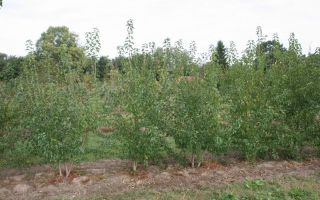 Prunus mahaleb meerstammig 200-250