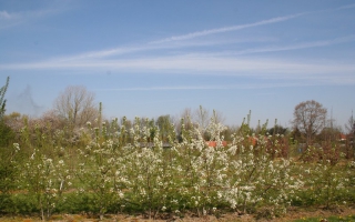 Prunus mahaleb meerstammig