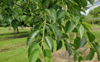 Prunus mahaleb