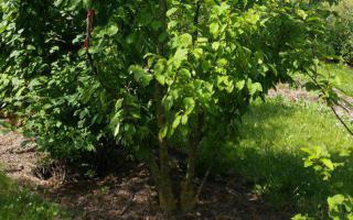 Prunus padus meerstammig 400-500