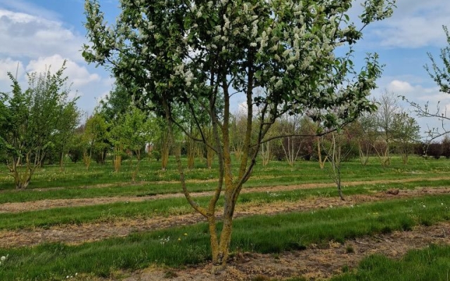 Prunus padus