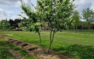 Prunus padus (4)