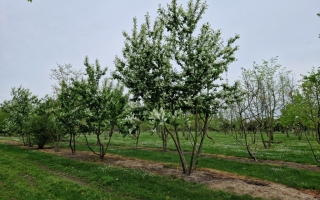 Prunus padus (5)