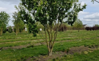 Prunus padus (6)