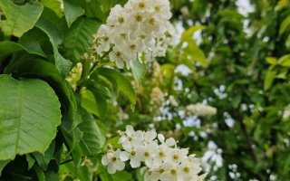 Prunus padus (7)